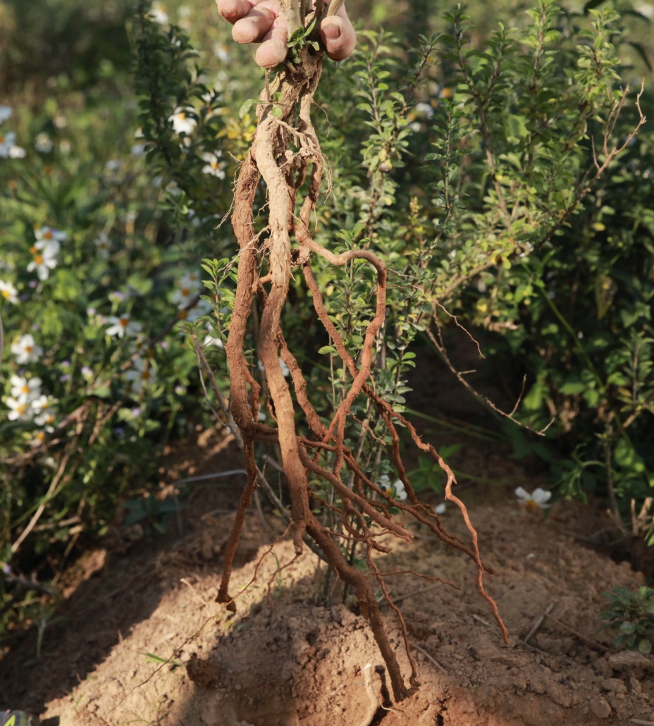 Natural and pure goji berry roots are precious gems of the land.