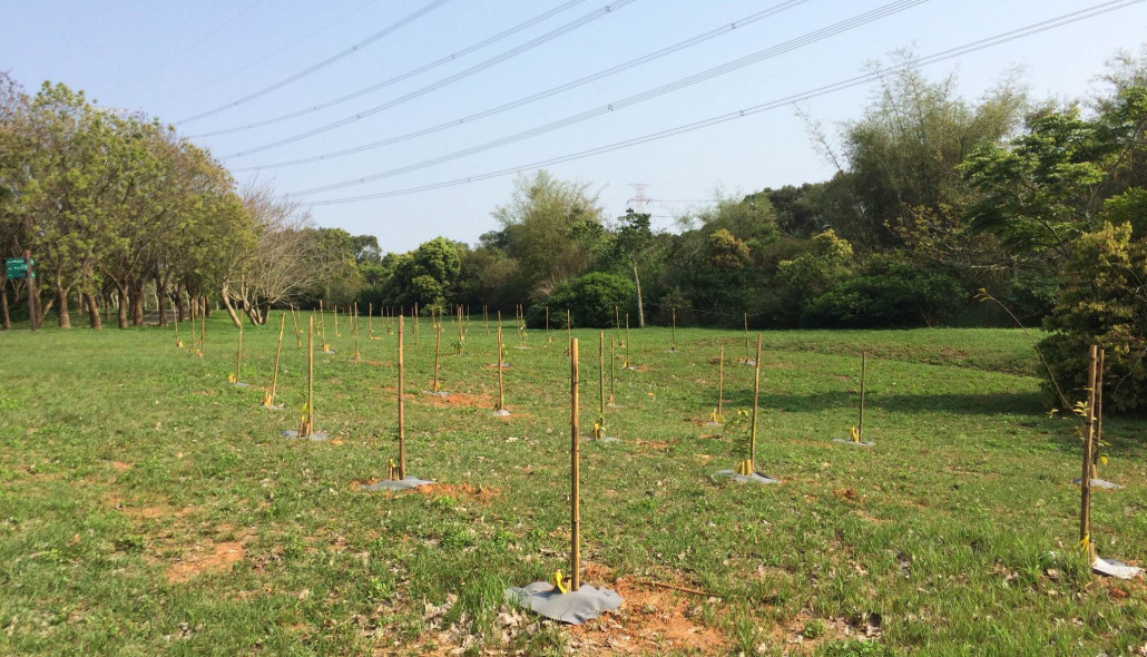 The Taiwan Reforestation Association initiated a restoration plan for Dadu forests