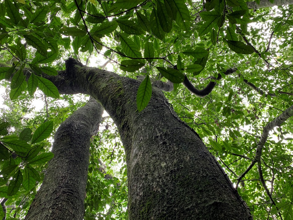 Old-growth trees can provide shelter to plants