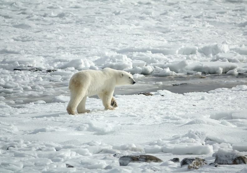 保護北極熊與興建太陽能廠，哪一個重要？