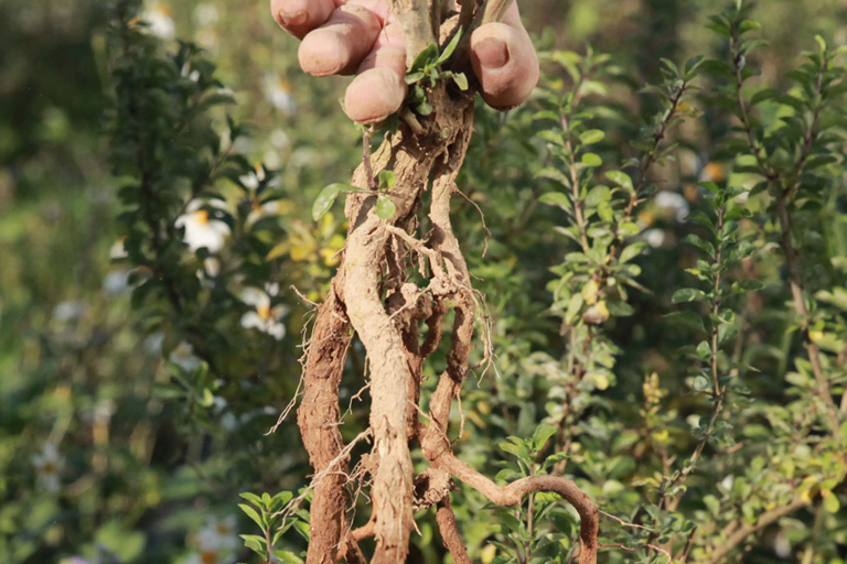 Lycium Chinense Root Extract